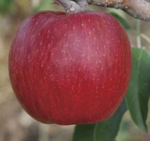 あいかの香り商品画像