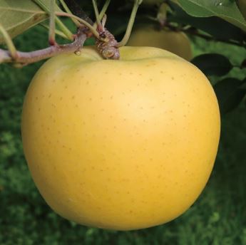 シナノゴールドの商品画像