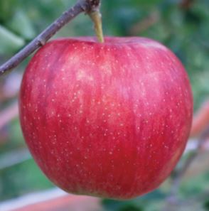 つがるの商品画像