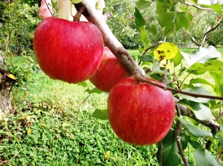 youkouの商品画像