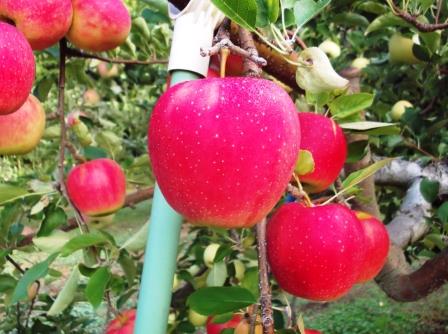 suta-kingの商品画像