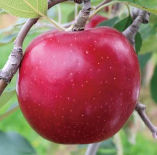 kougyoku の商品画像