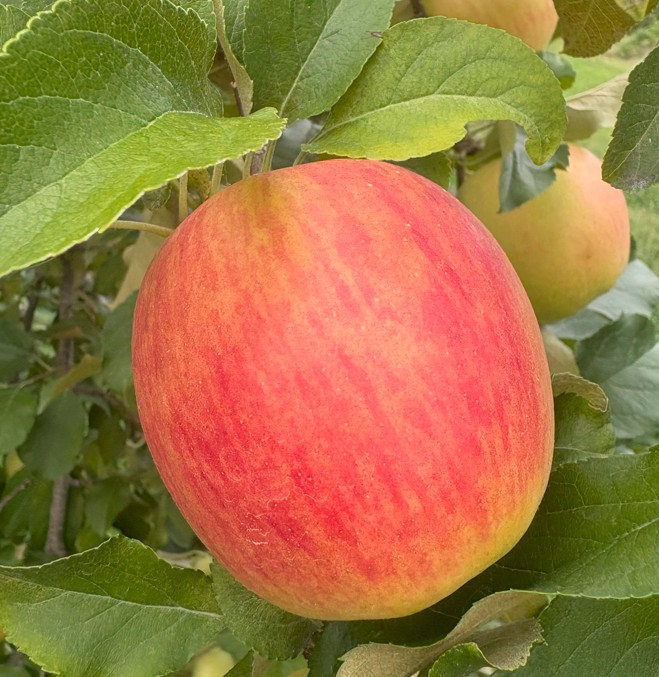 sinanodoruの商品画像